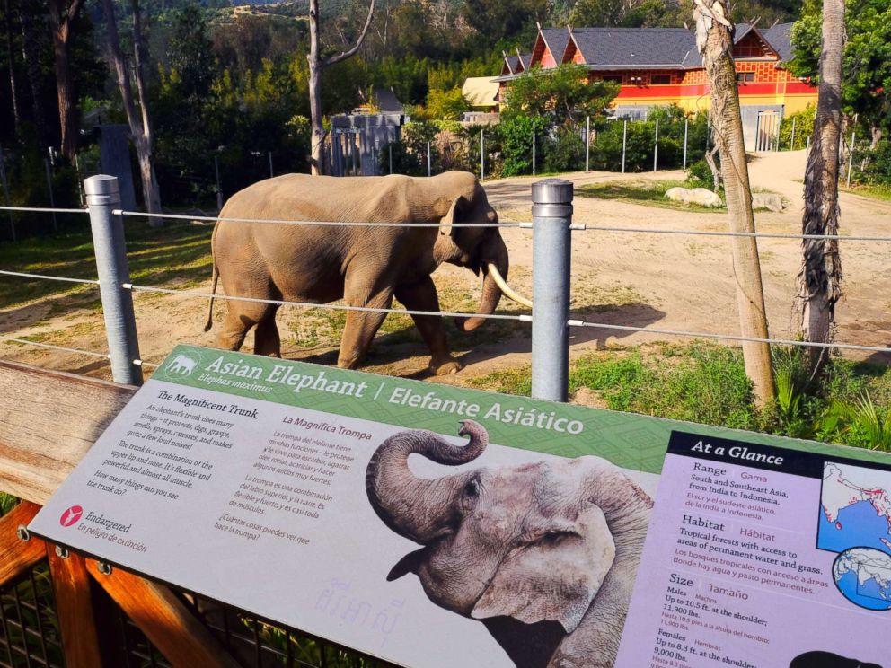 PHOTO: Billy, a male Asian elephant, roams in his habitat at the Elephants of Asia exhibit at the Los Angeles Zoo on April 18, 2017.