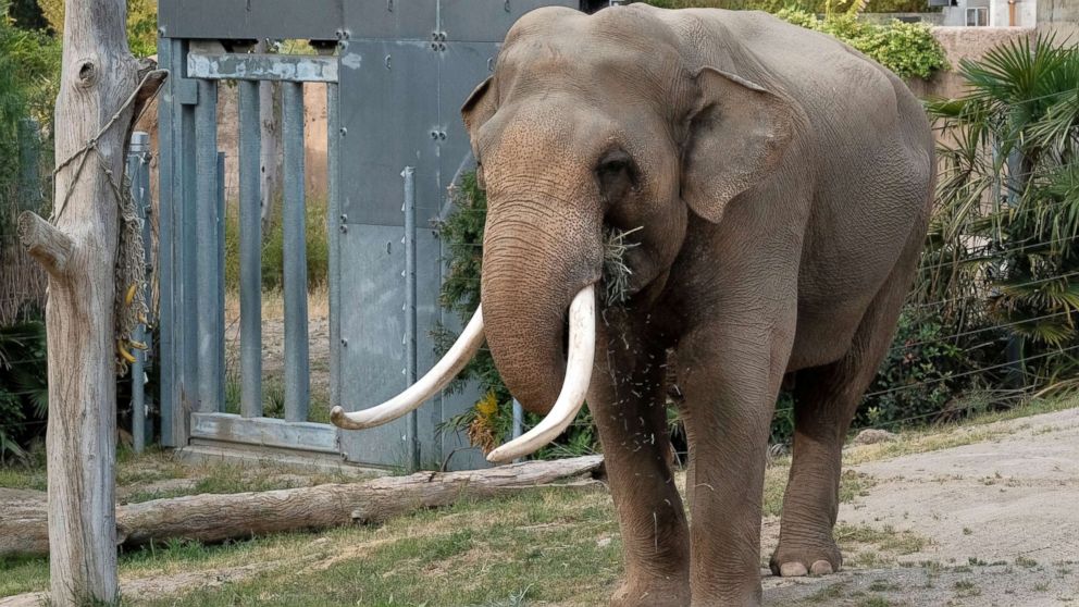 Elephant's big nose wins most sensitive sniffer