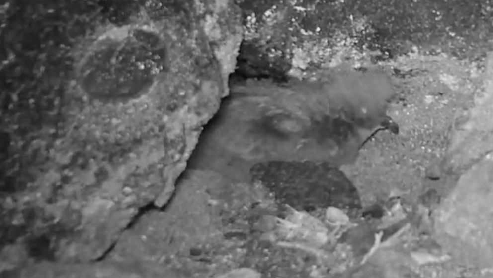 PHOTO: New footage released December 6, 2022 shows a young ʻakēʻakē, an endangered nocturnal seabird.