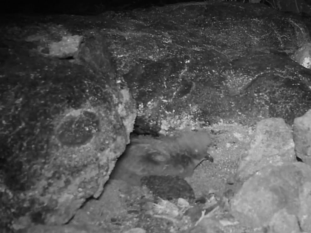 PHOTO: New footage released on, Dec. 6, 2022, shows a young ʻakēʻakē, an endangered nocturnal seabird.