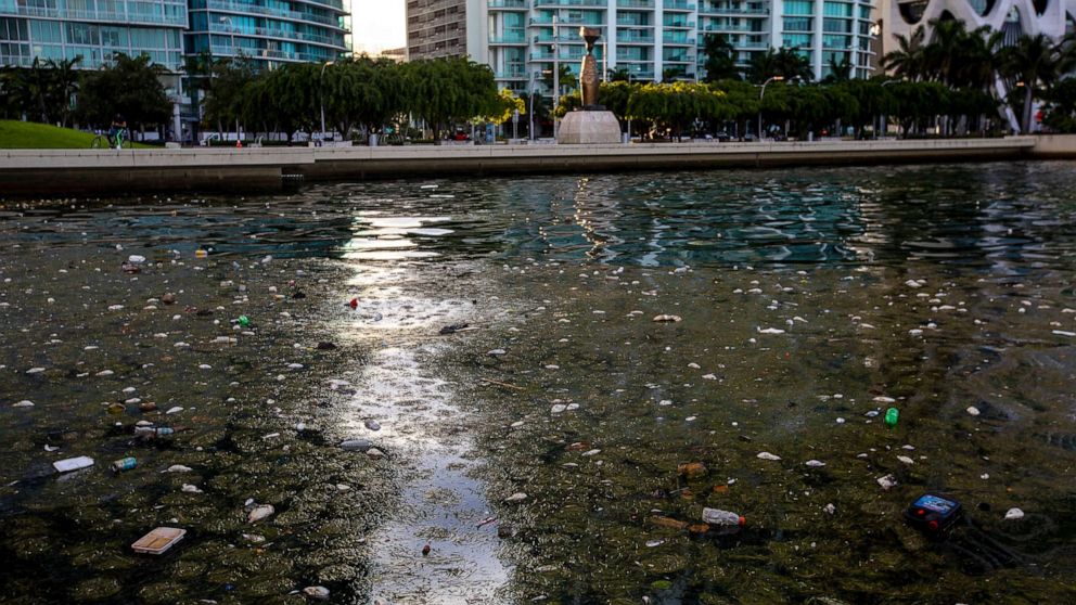 PHOTO: In this Aug. 12, 2020, file photo, trash and dead fish float on the surface of the water in Downtown Miami, on Biscayne Bay.