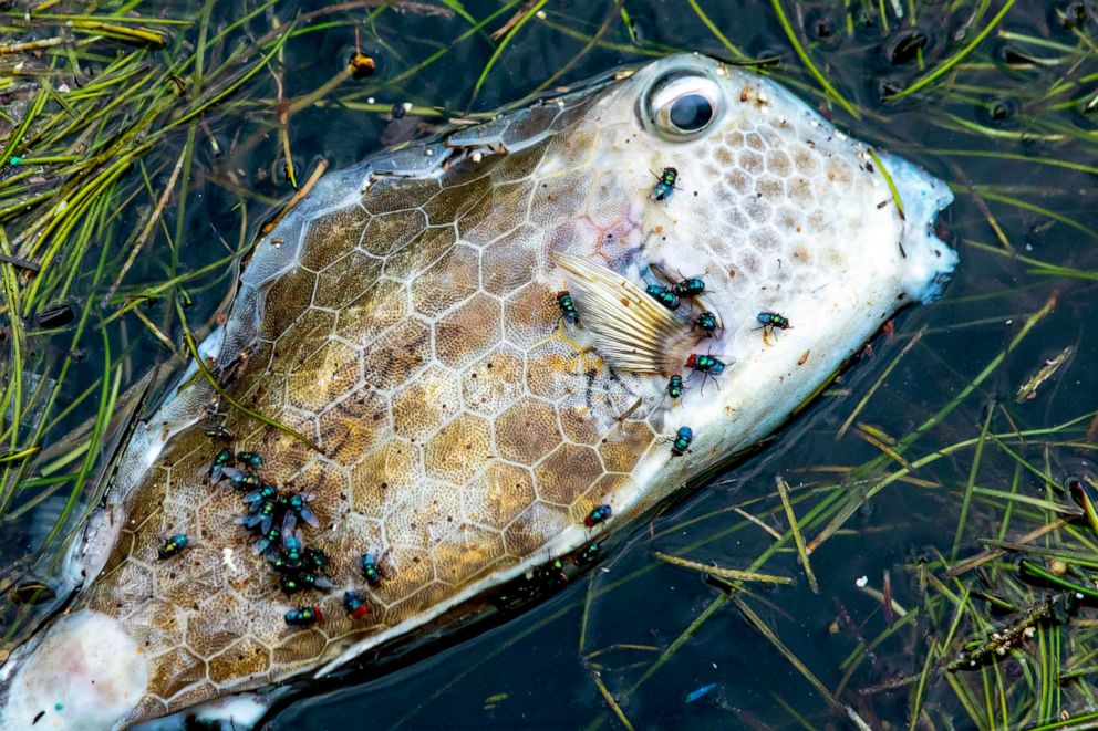 PHOTO: In this Aug. 12, 2020, file photo, a dead fish floats on the surface of the water in Downtown Miami on Biscayne Bay.