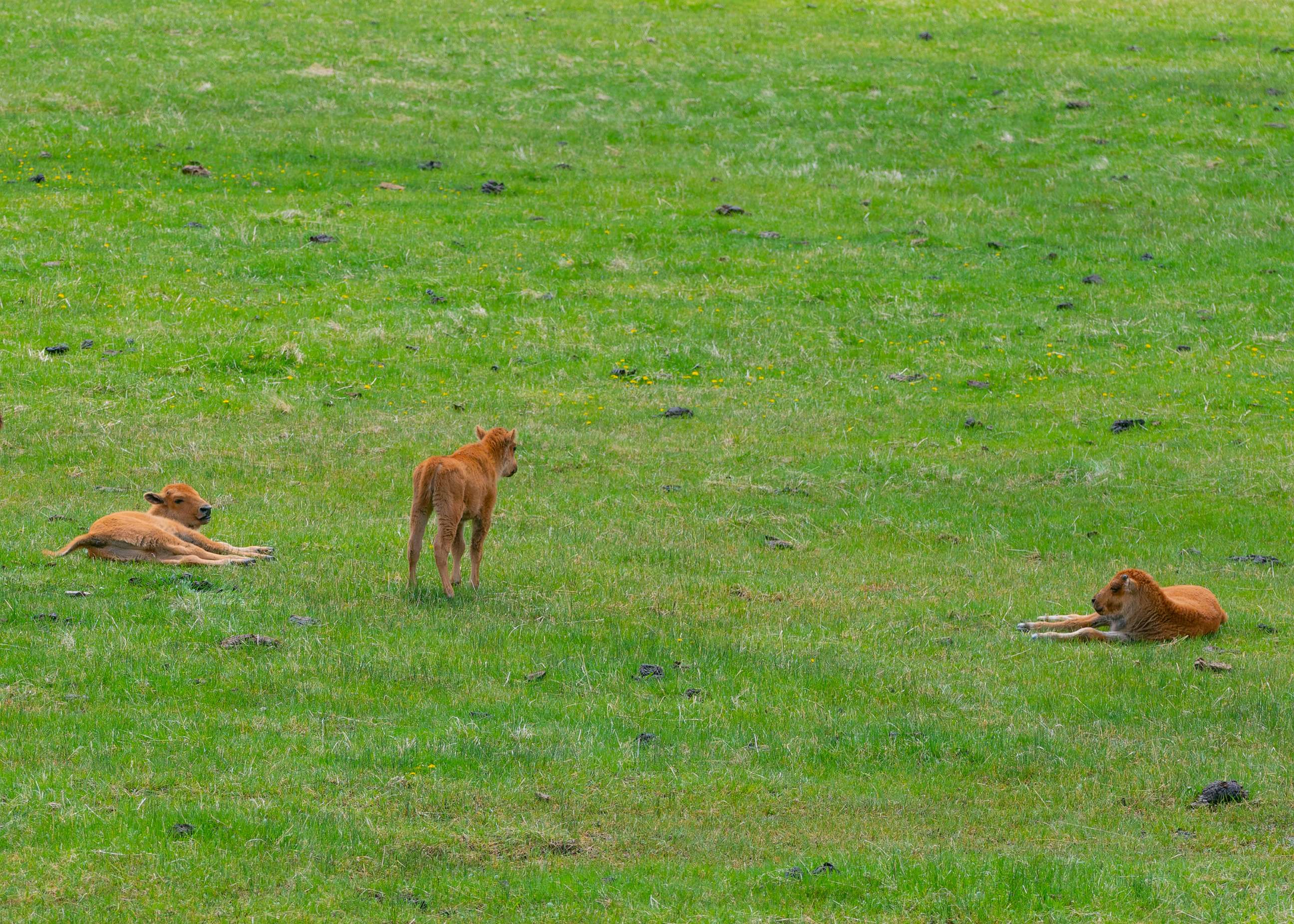 PHOTO: Young, wild bison calves, known as 'red dogs' in Yellowstone National Park on May 25, 2021 in Yellowstone National Park, Wyo.