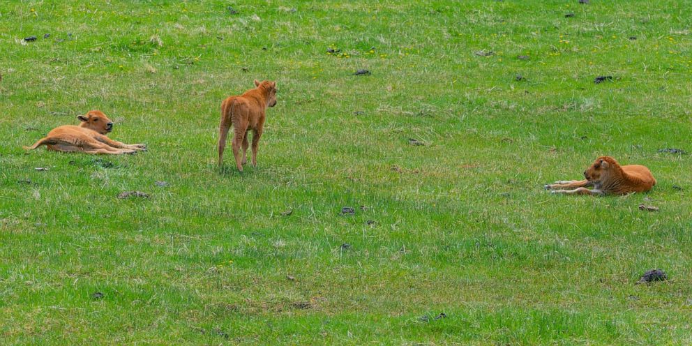 PHOTO: Young, wild bison calves, known as 'red dogs' in Yellowstone National Park on May 25, 2021 in Yellowstone National Park, Wyo.