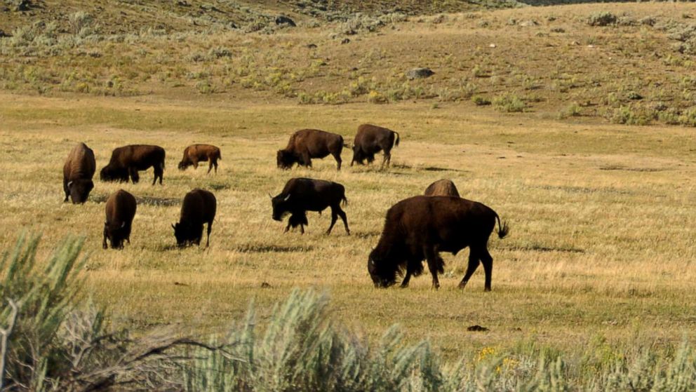 PHOTO: In this Aug. 3, 2016 file photo a herd of bison grazes in the Lamar Valley of Yellowstone National Park.