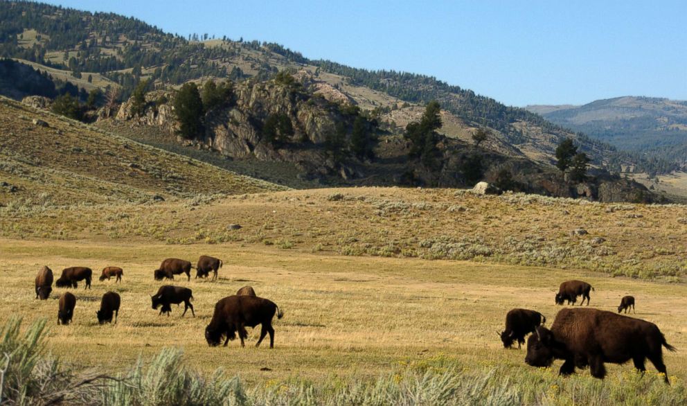 PHOTO: A herd of bison grazes in the Lamar Valley of Yellowstone National Park, Aug. 3, 2016.