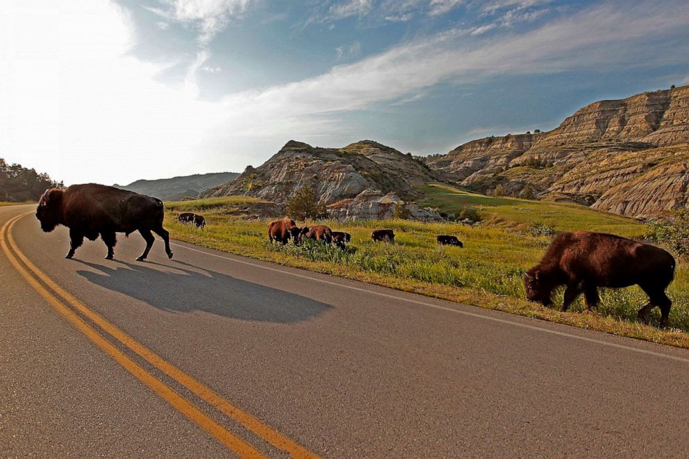 PHOTO: Bison make their way across one of the roads at Theodore Roosevelt National Park, July 23, 2014, in North Dakota.