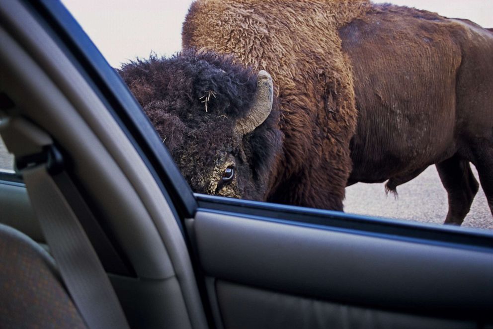 PHOTO: A bison bull stares at park visitor through open automobile window in Theodore Roosevelt National Park, North Dakota.