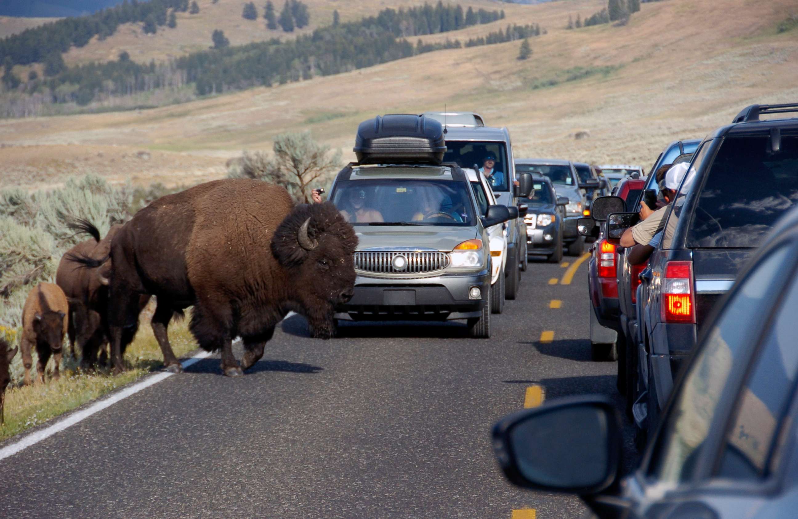 PHOTO: A large bison blocks traffic as tourists take photos in the Lamar Valley of Yellowstone National Park in Wyoming, Aug. 3, 2016.