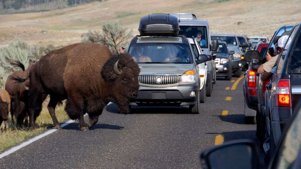 PHOTO: A large bison blocks traffic as tourists take photos in the Lamar Valley of Yellowstone National Park in Wyoming, Aug. 3, 2016.