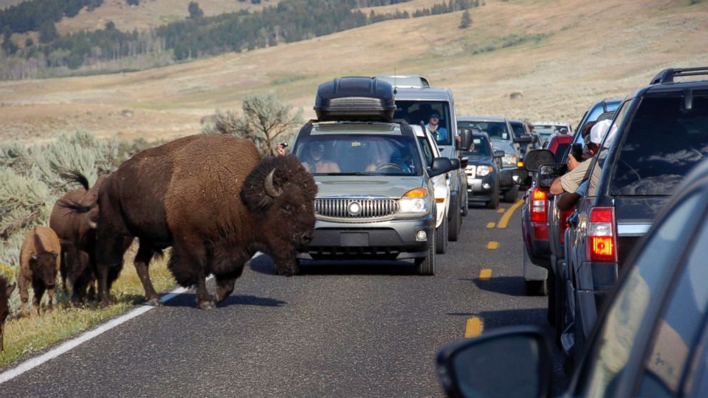 A large bison blocks traffic as crowds of tourists take photos in the Lamar Valley of Yellowstone National Park, Wyo., Aug. 3, 2016.