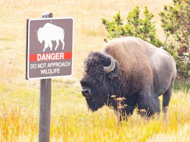 Man under influence of alcohol injured after kicking bison in the leg at Yellowstone