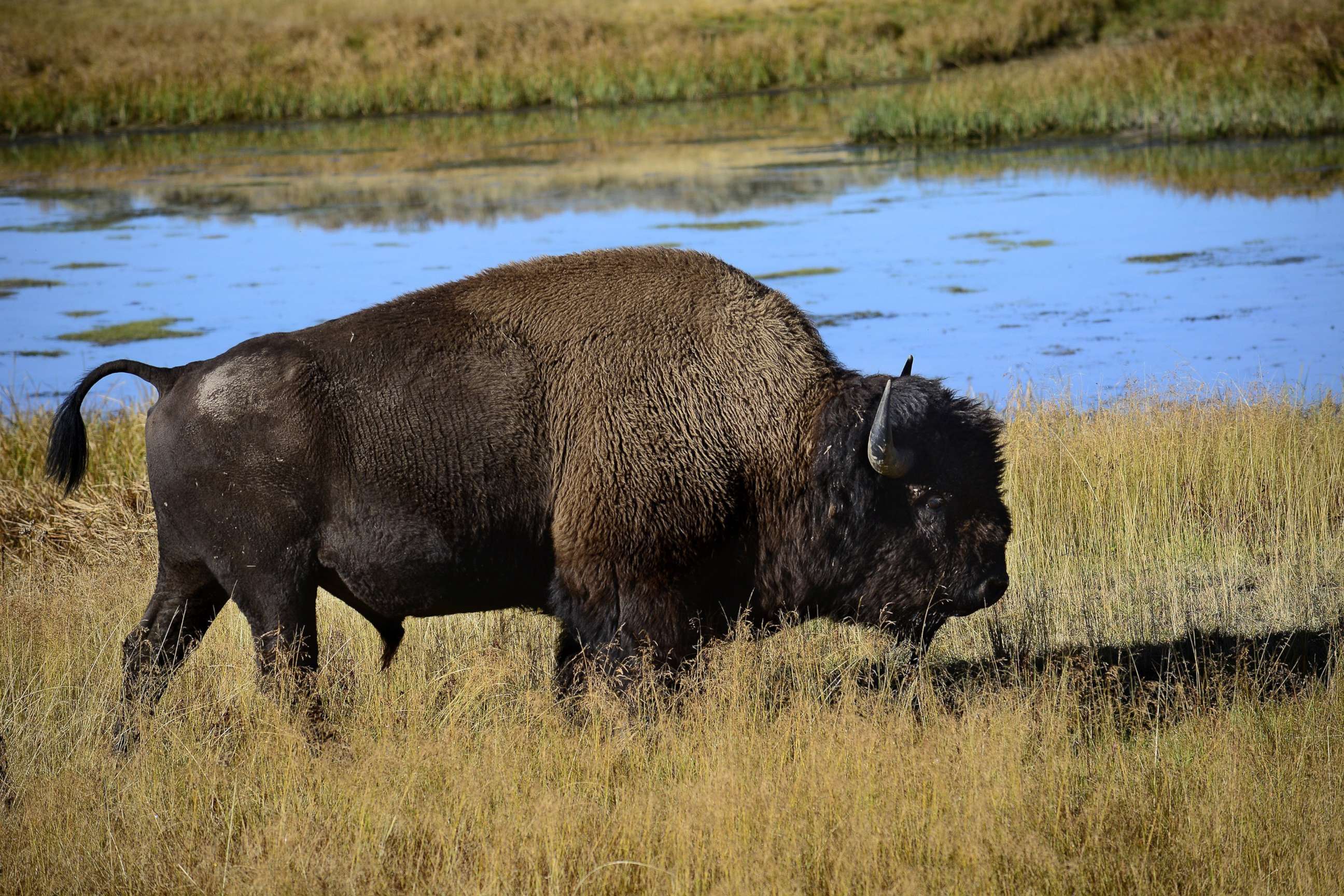 PHOTO: YELLOWSTONE NATIONAL PARK, WY - SEPTEMBER 24, 2014: A bison grazes on grasses in the Hayden Valley section of Yellowstone National Park in Wyoming.