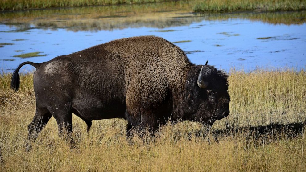 PHOTO: YELLOWSTONE NATIONAL PARK, WY - SEPTEMBER 24, 2014: A bison grazes on grasses in the Hayden Valley section of Yellowstone National Park in Wyoming.