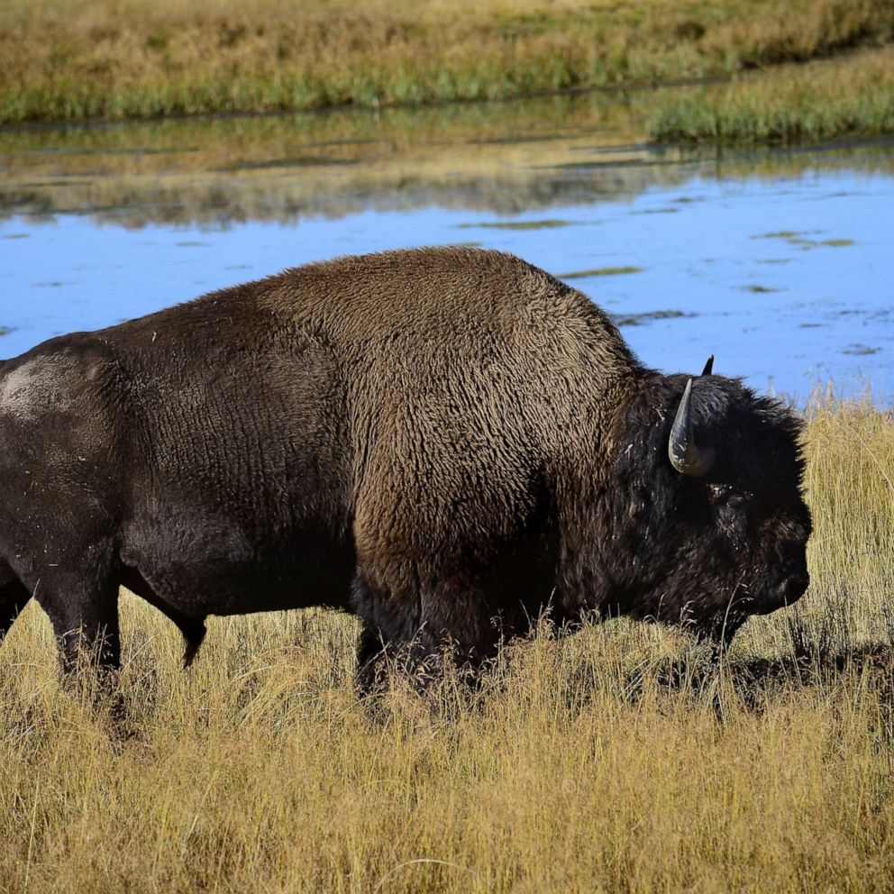 Woman 72 Gored Multiple Times By Bison After Getting Too Close Taking Pictures Abc News