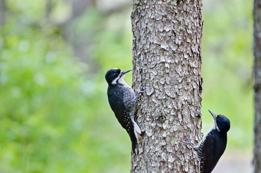 PHOTO: Stock photo of a black-backed woodpecker.