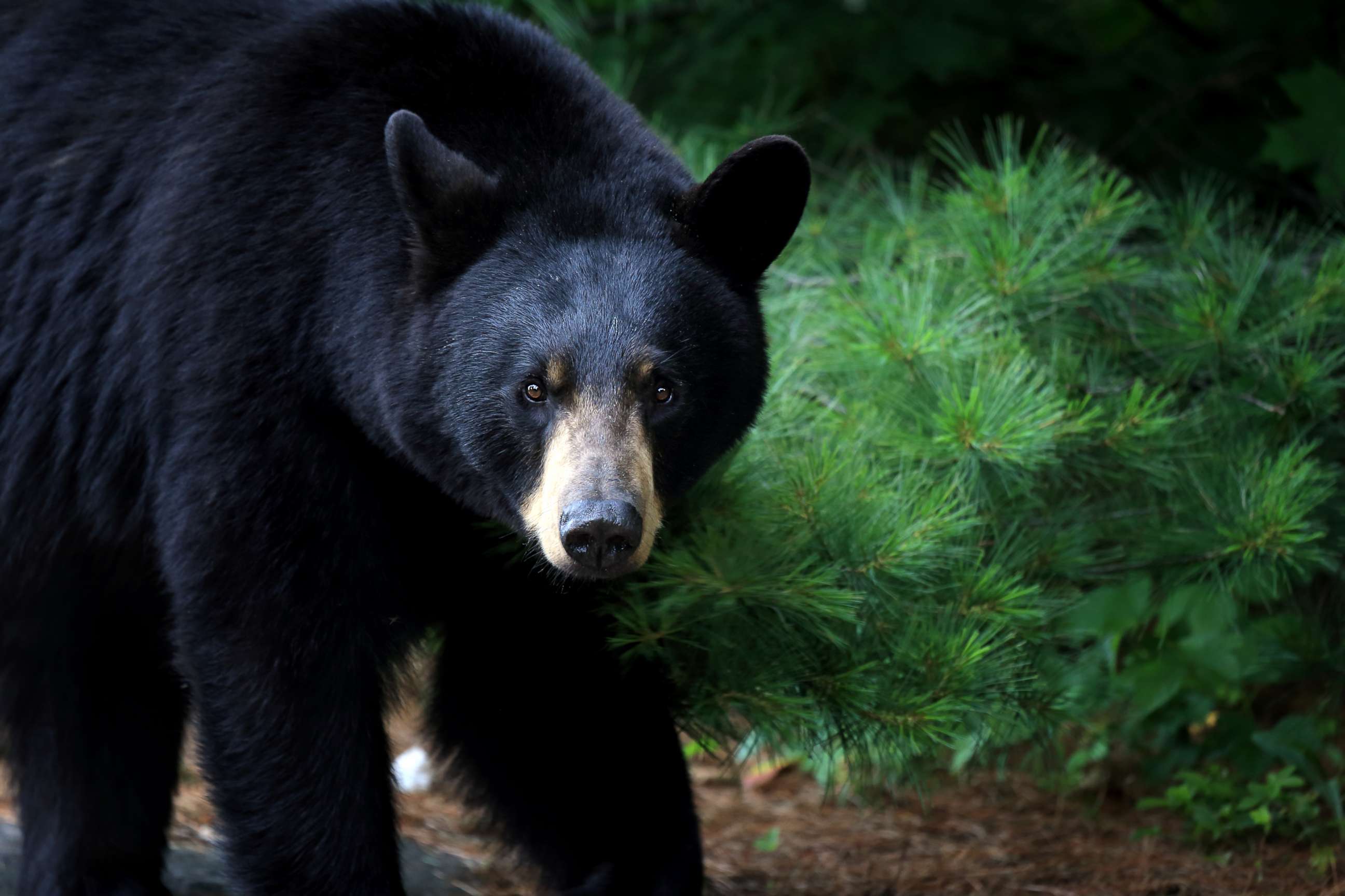 PHOTO: A black bear is seen in Ontario, Canada.