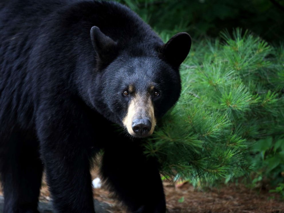 PHOTO: A black bear is seen in Ontario, Canada.