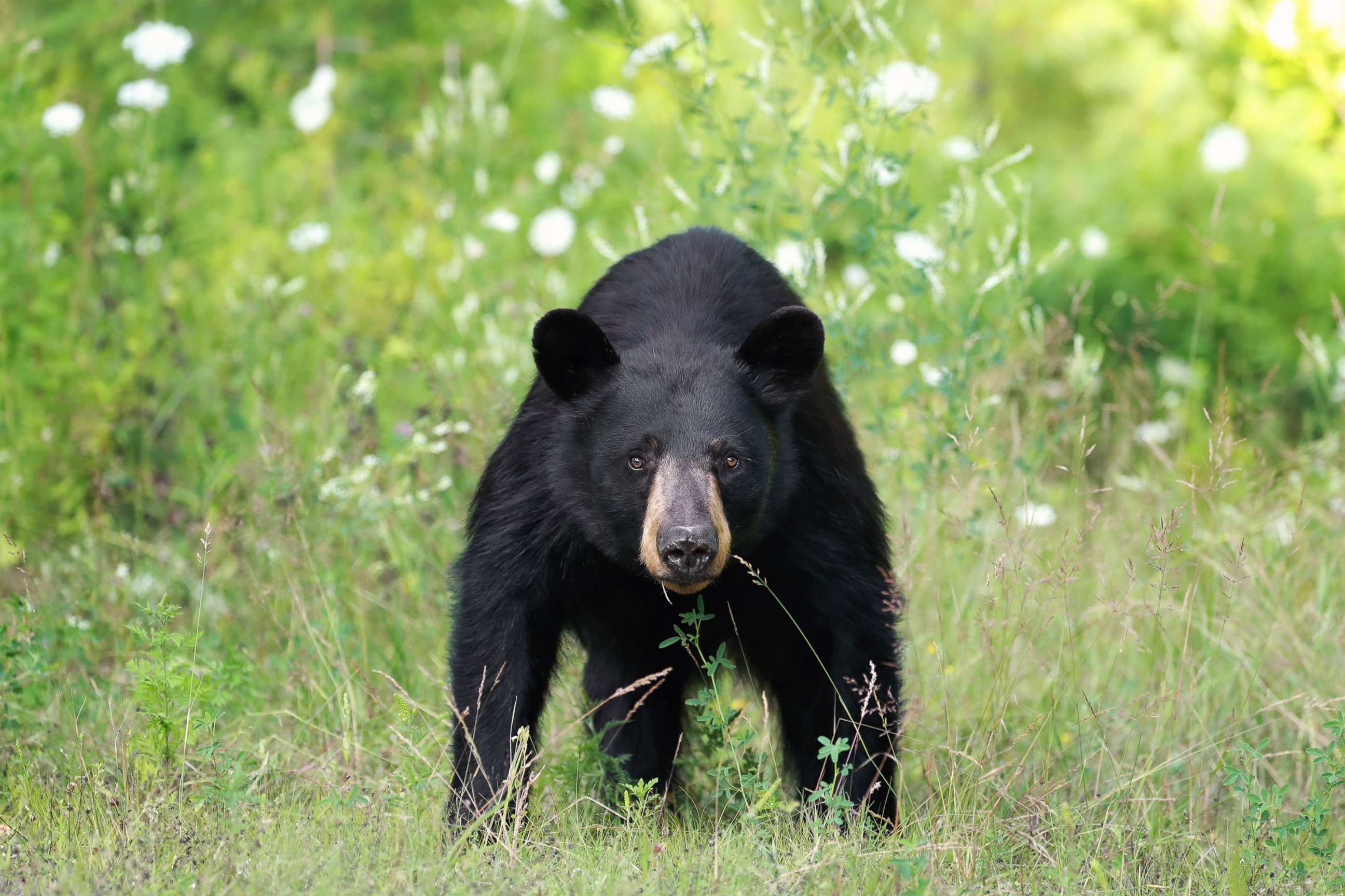 PHOTO: Wild Black Bear Sow in Ontario, Canada