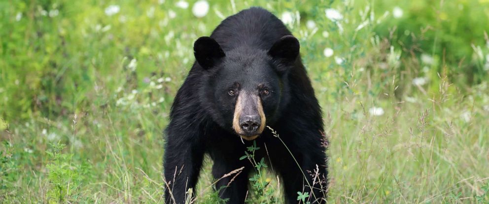 Black Bear Attacks On Humans Are Rare But Often Begin As Scuffles With   Black Bear 01 Gty Jt 190905 HpMain 12x5 992 