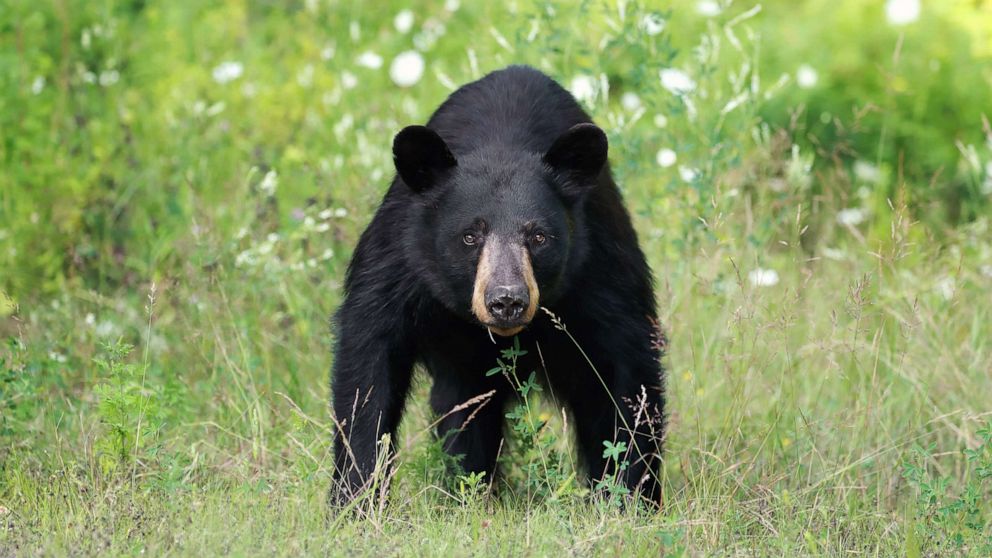 PHOTO: Wild Black Bear Sow in Ontario, Canada