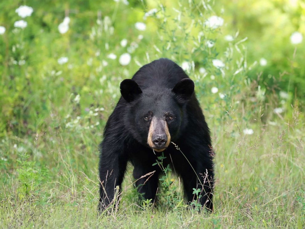 Black bear attacks on humans are rare but often begin as scuffles with ...