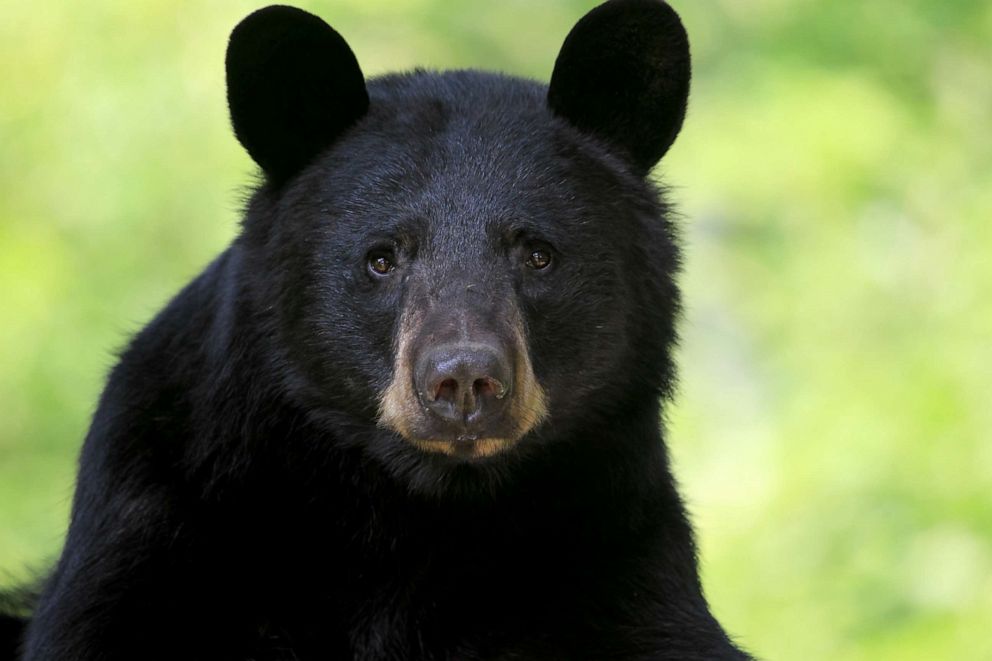 A Black Bear Approached A Group Of Hikers Then Sniffed And Nudged On Of