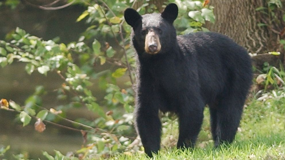 Tennessee family captures very close encounter with black bear outside ...