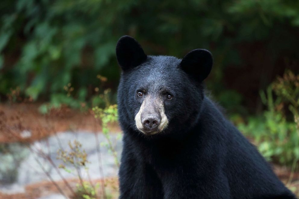 PHOTO: Closeup of a wild Black Bear in Ontario, Canada.