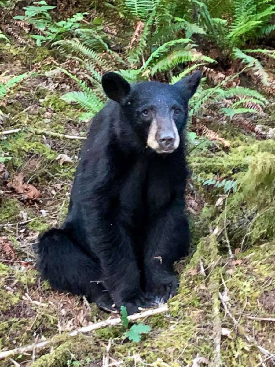 PHOTO: A young black bear was euthanized in Oregon after it became too friendly with humans, according to authorities.