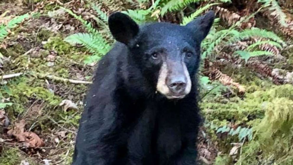PHOTO: A young black bear was euthanized in Oregon after it became too friendly with humans, according to authorities.