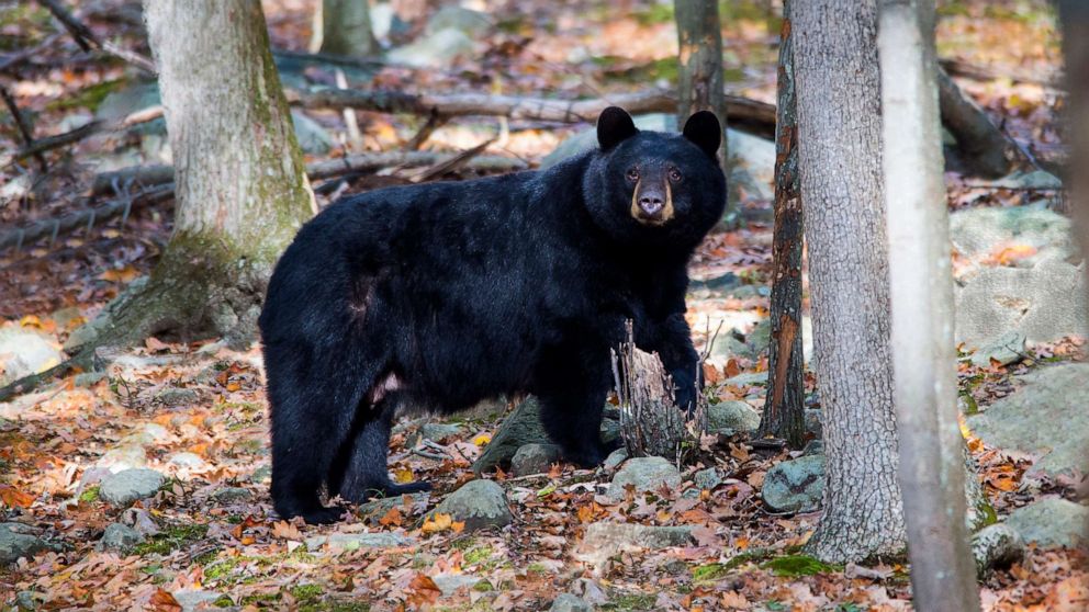 PHOTO: Stock photo of a black bear in Boonton Township, New Jersey.