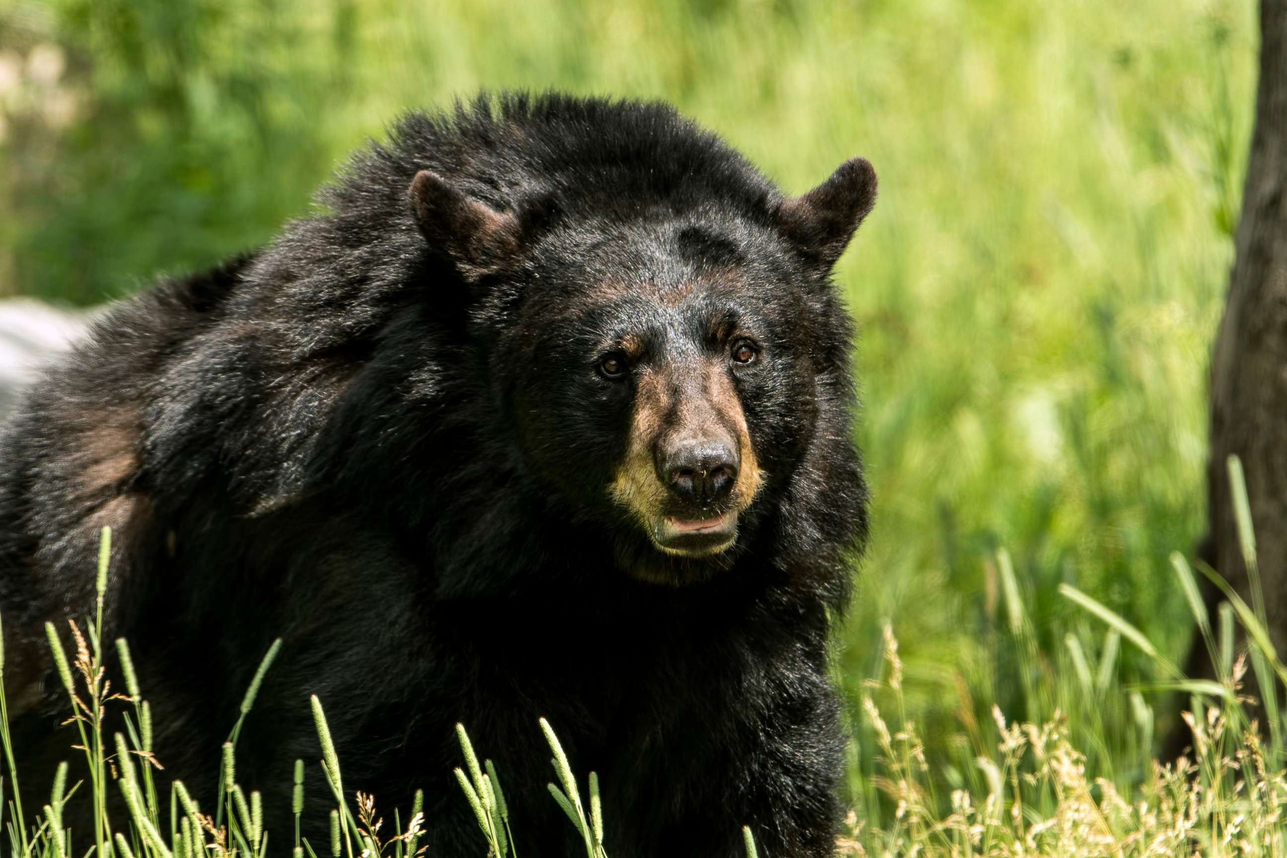 PHOTO: An adult black bear is seen in this stock photo.