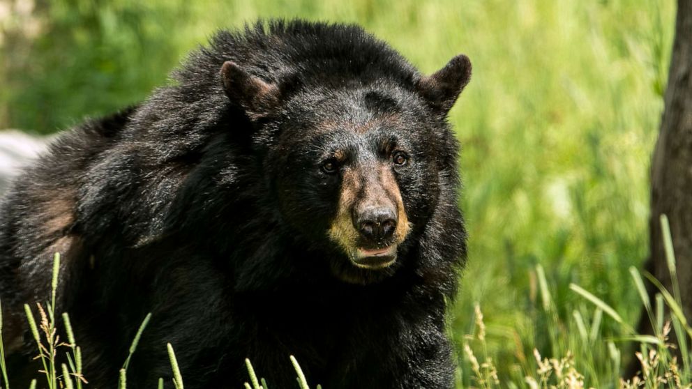 PHOTO: An adult black bear is seen in this stock photo.