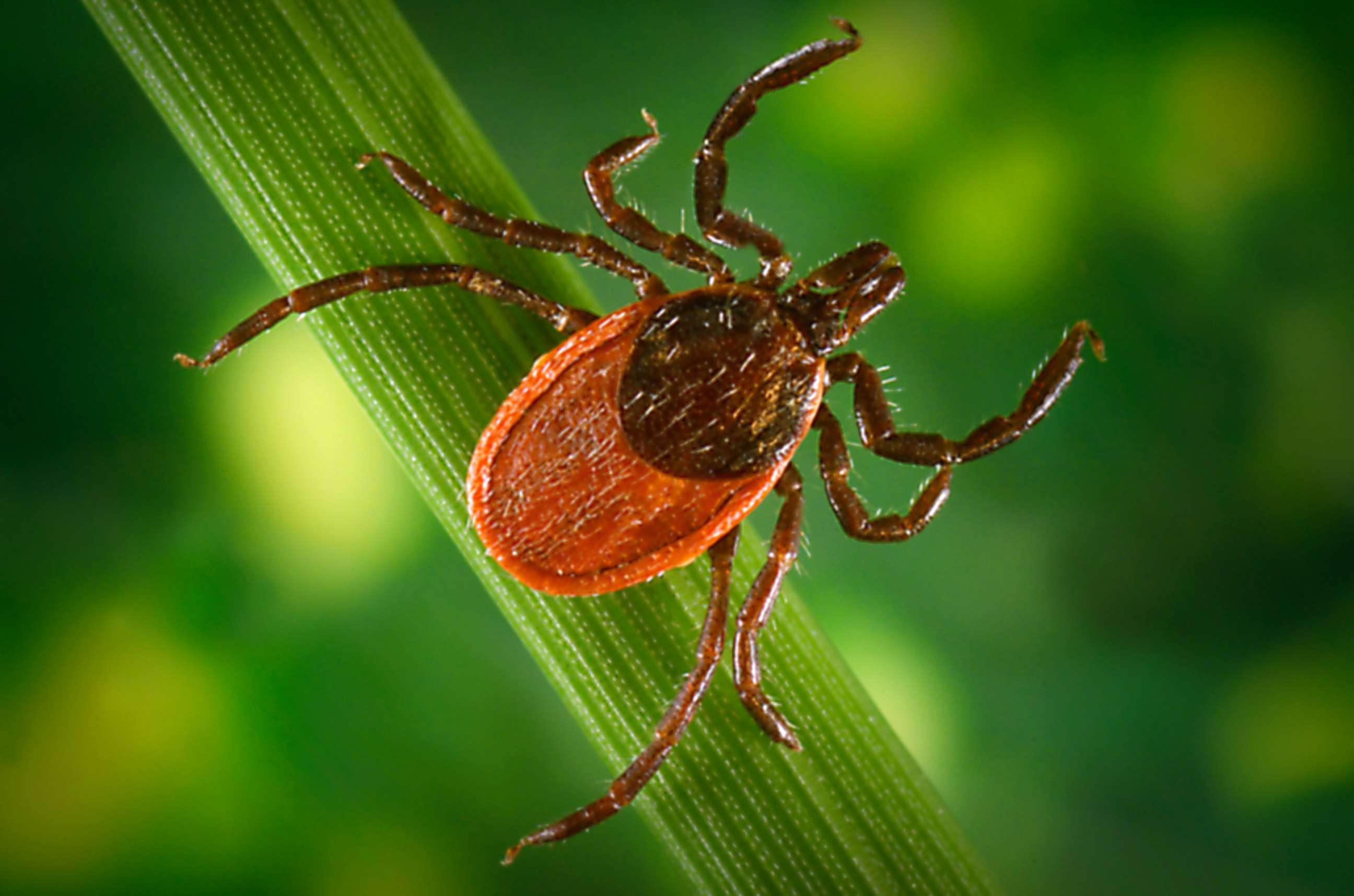 PHOTO: Blacklegged tick, Ixodes pacificus, on a leaf, is a carrier of Lyme disease.