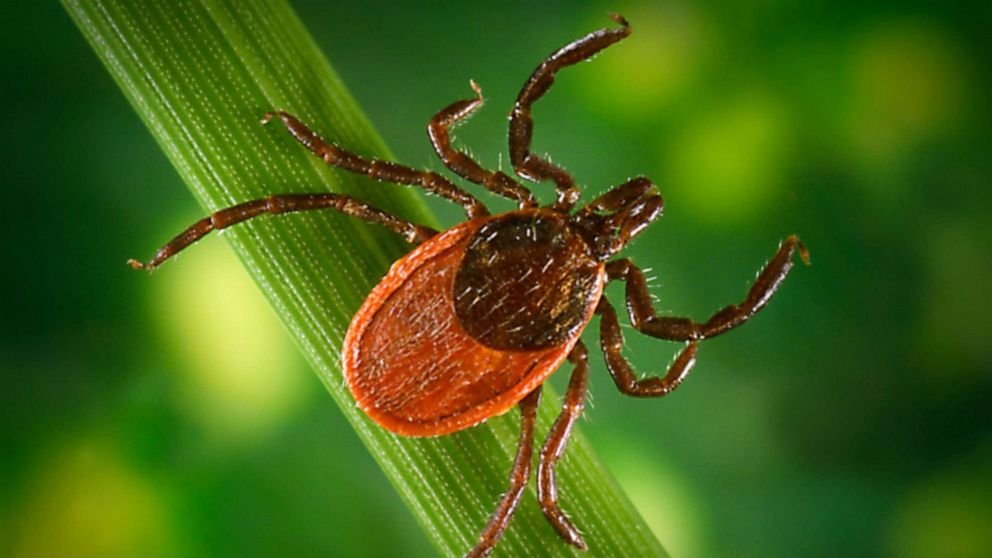 Why this tick season may be bad -- and how to protect yourself