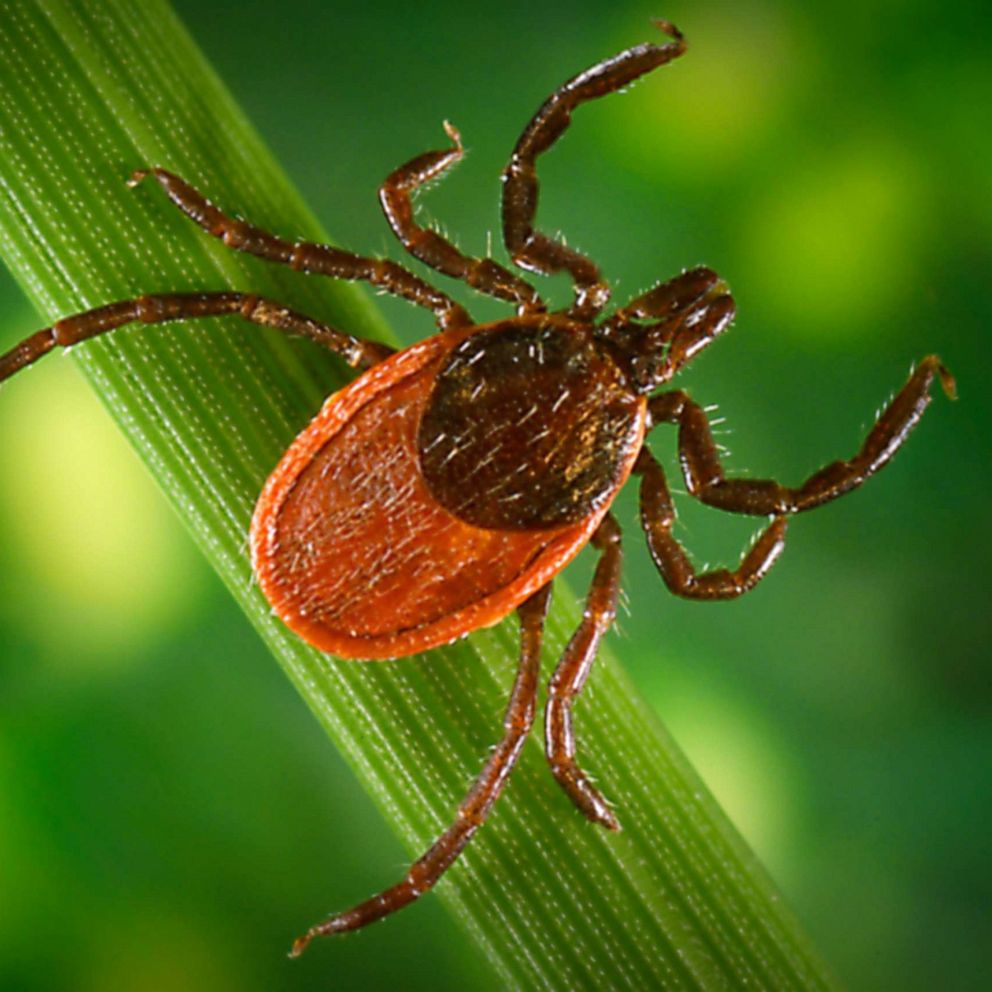 are ticks making your dog more aggressive