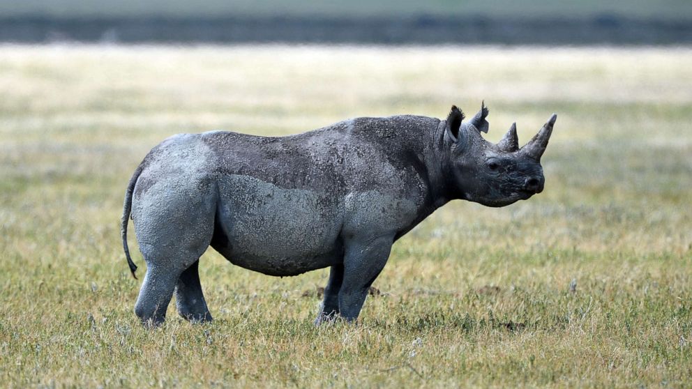 PHOTO: A black rhino is pictured in Ngorongoro crater Conservation Area of Southern Serengeti National Park in Arusha Region, Tanzania, on August 25, 2019.