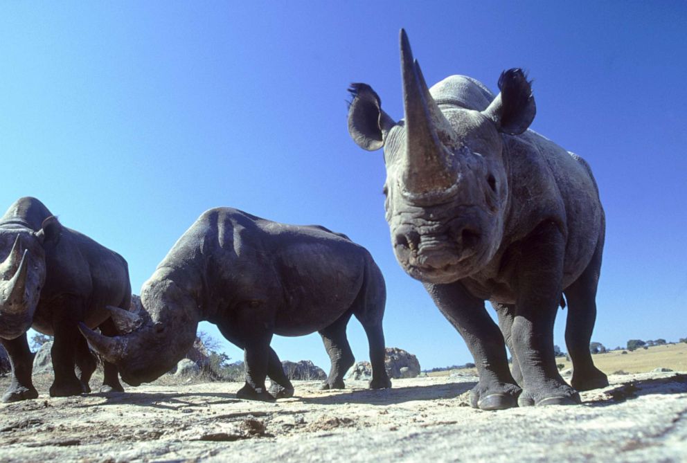 PHOTO : Sur cette photo d'archive non datée, des rhinocéros noirs sont exposés dans le Imire Game Park au Zimbabwe.