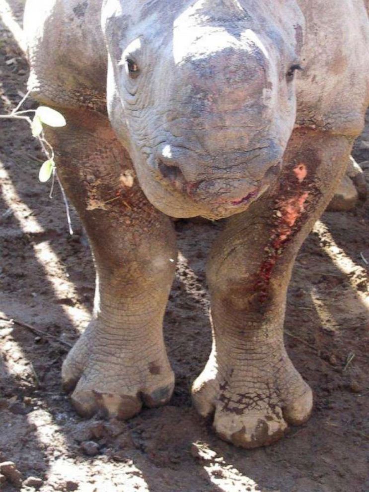 PHOTO: Pumpkin the black rhinoceros continues to thrive in the wild in Bubye Valley Conservancy in Zimbabwe.
