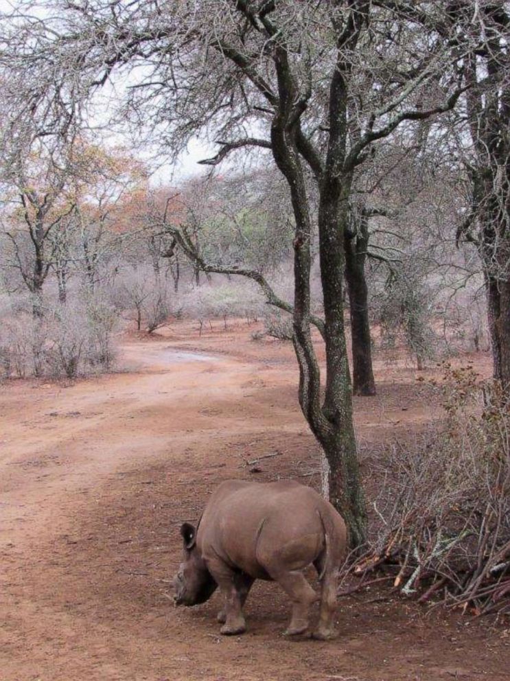 PHOTO: Pumpkin the black rhinoceros continues to thrive in the wild in Bubye Valley Conservancy in Zimbabwe.