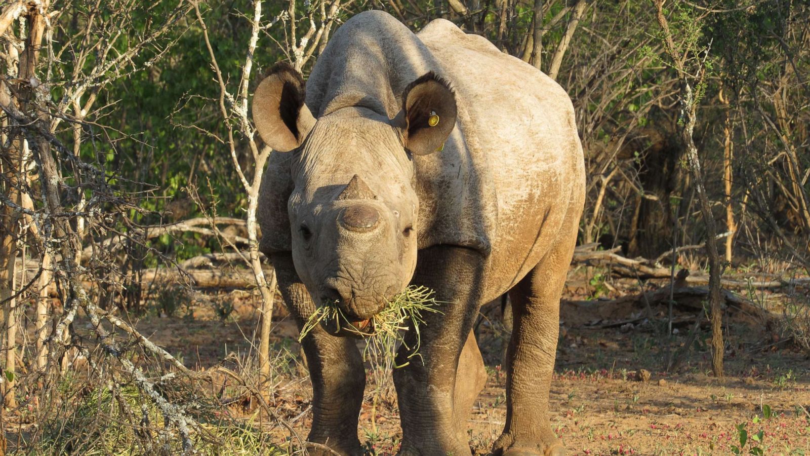 South Africa Black Rhino Population