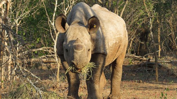 Black Rhino Populations Are Starting To Thrive In Zimbabwe For The ...