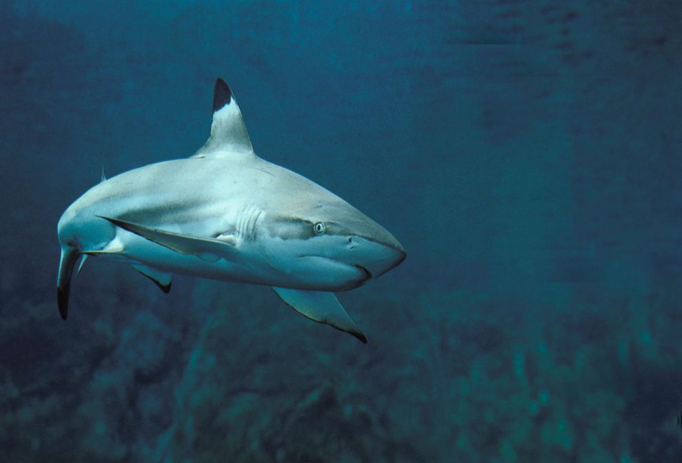 PHOTO: A blacktip shark is pictured in this undated stock photo.
