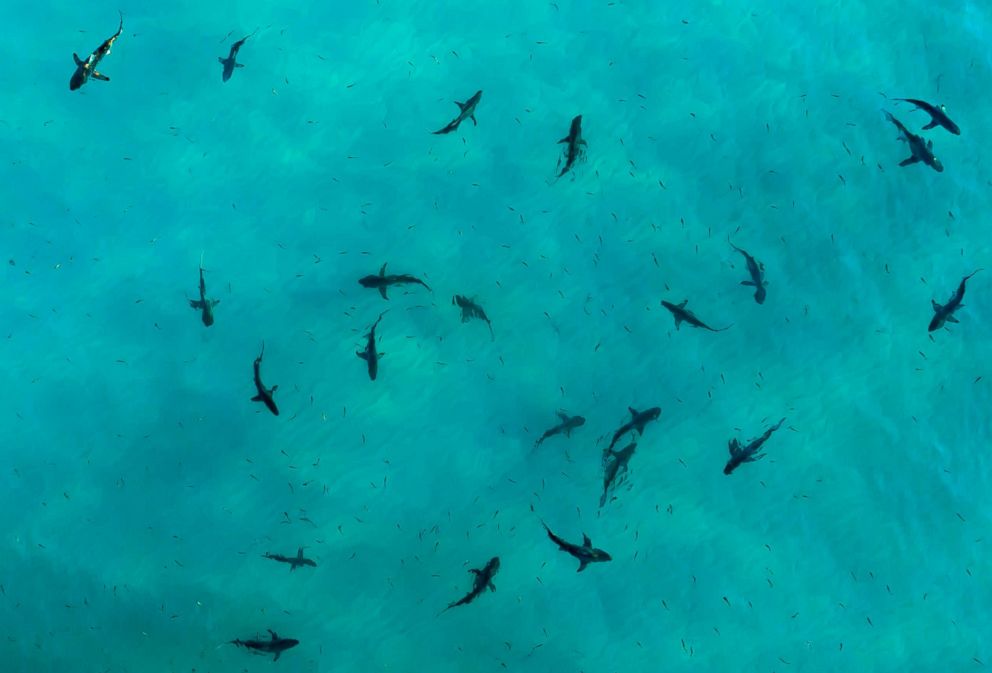 PHOTO: Black tip sharks are pictured during sunset in Destin, Fla., in this undated stock photo.