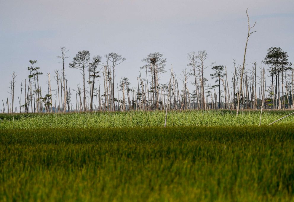 PHOTO: The Blackwater National Wildlife refuge consists of forests, marshes, and waterways. 