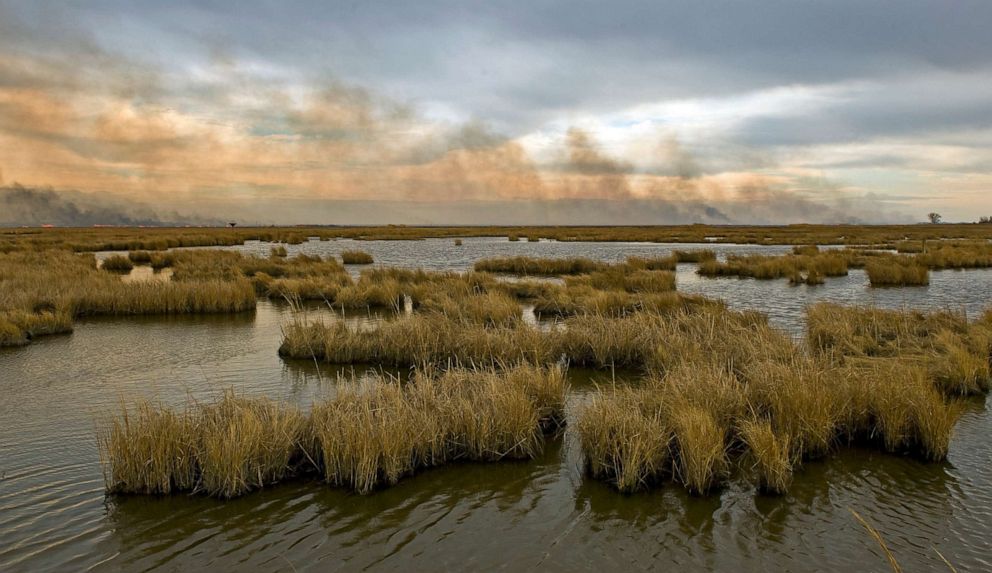 PHOTO: Shown is the marsh at the Blackwater National Wildlife Refuge, Feb. 21, 2012, in Cambridge, Md. 