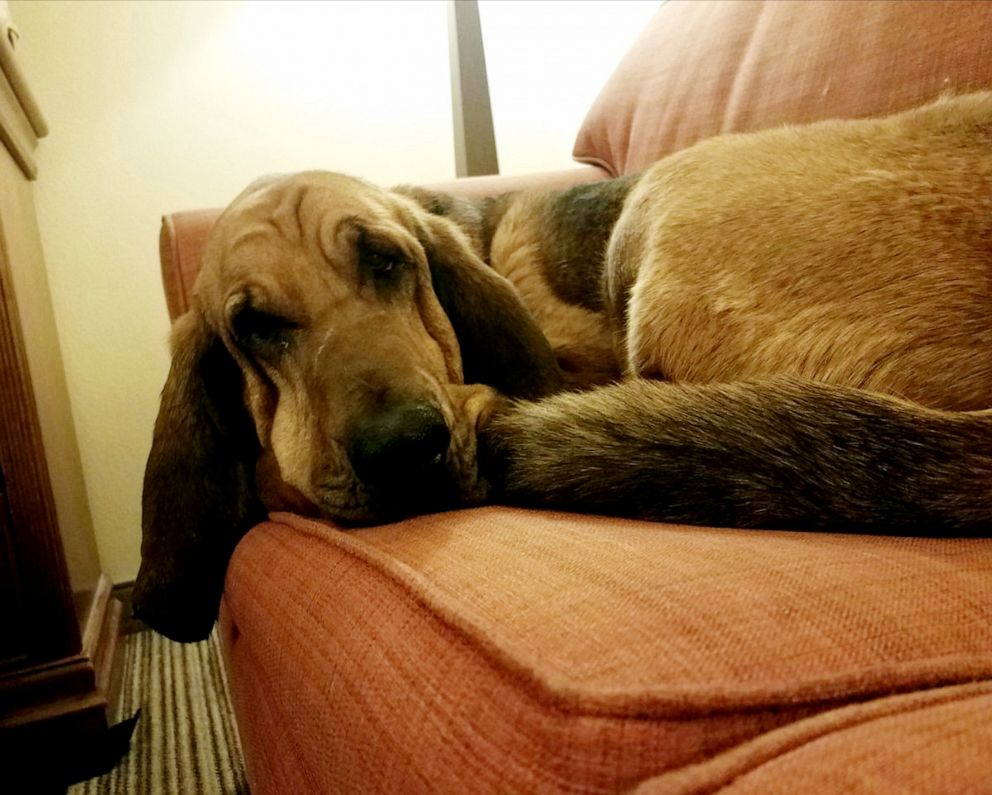 PHOTO: A bloodhound named Jesse rescued a 12-year-old girl missing in Wyoming.