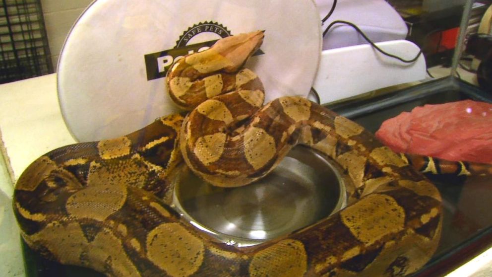 PHOTO: A housekeeper at a hotel in Asheville, N.C.,  discovered a snake half under the sheets, Oct. 23, 2017.