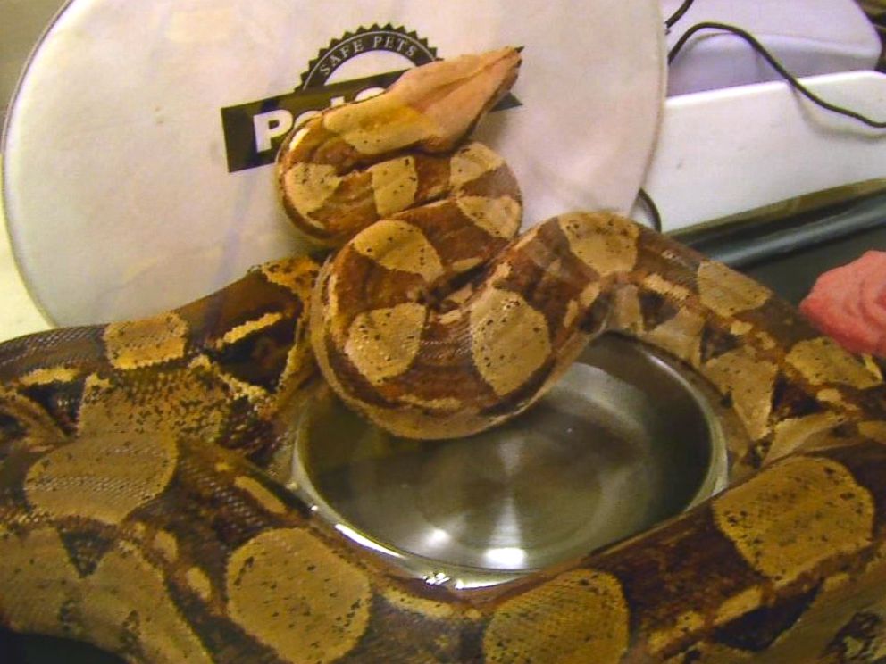 5-foot-long boa constrictor found in NC hotel bed after 'terrified ...